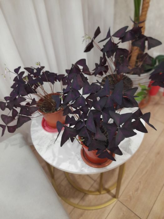 Продам комнатный цветок,,Кислица "