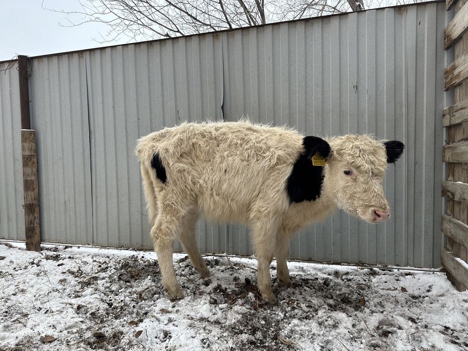 Кашар, Баспак сатылады