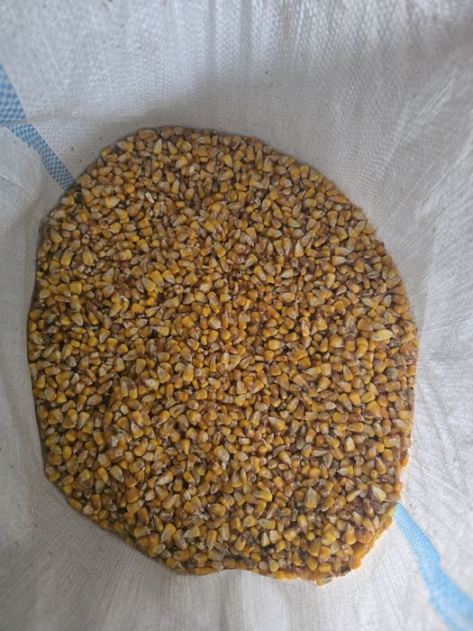Porumb de vânzare