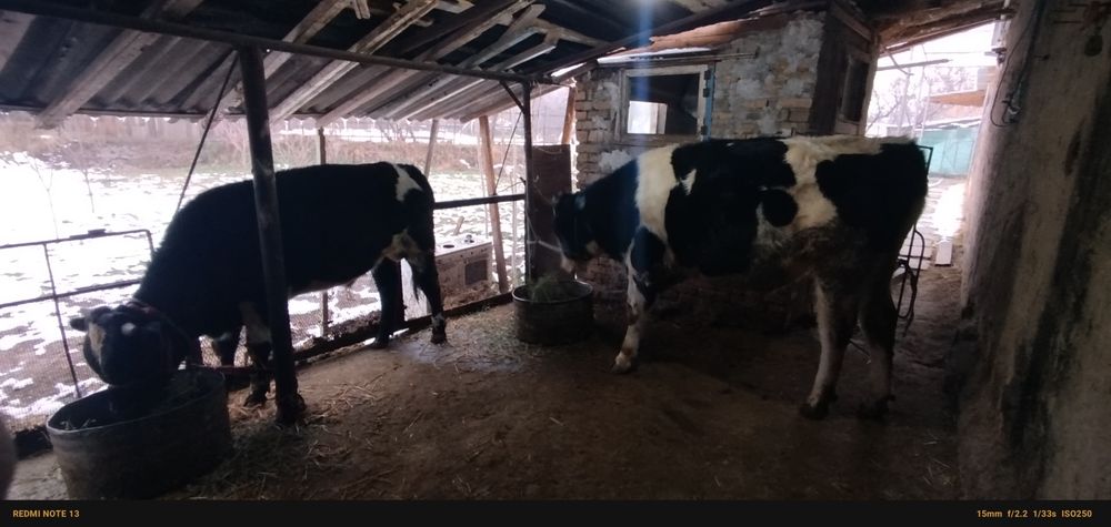 Zottor buqachalar sotiladi