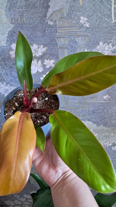 Комнатные растения