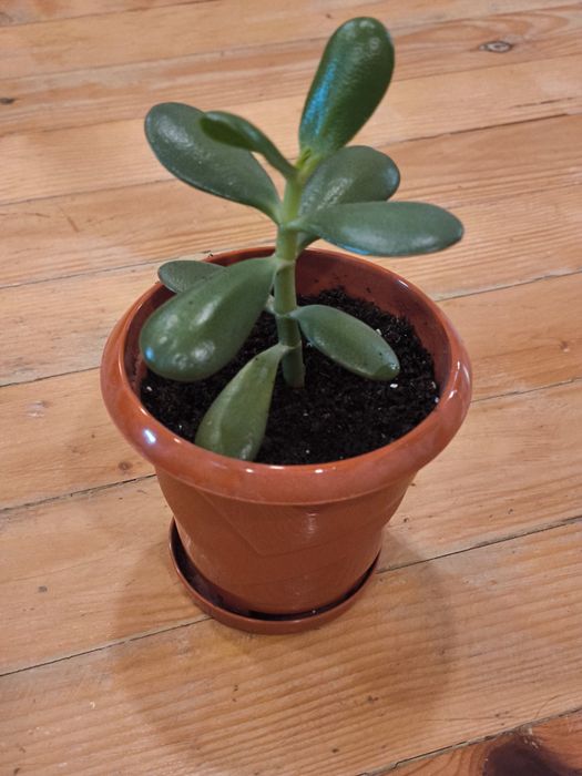 Дърво на живота и гастерия