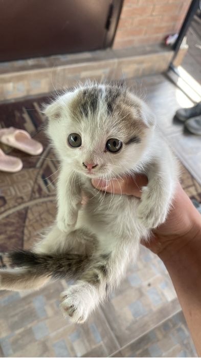 котенок пародистый