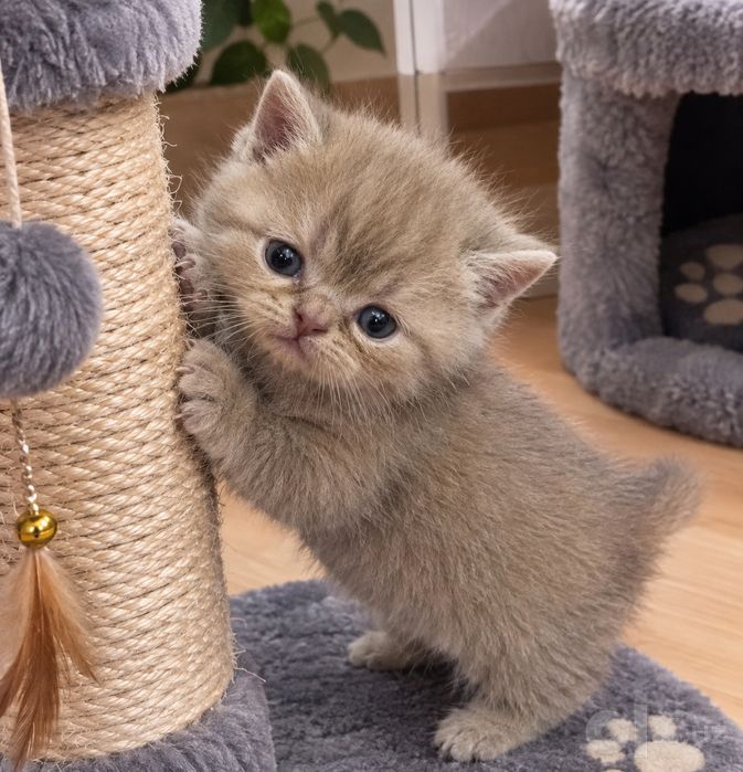 Шотланские котята