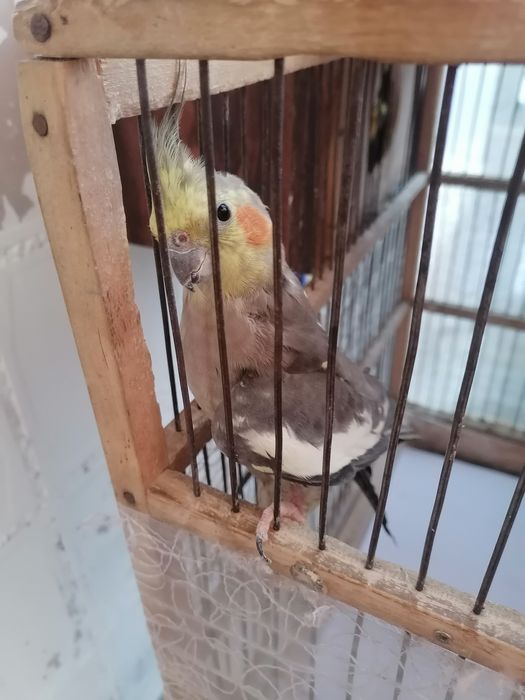 Продам попугаев карэлла самец и самка