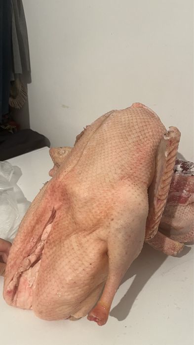 Гусь домашний