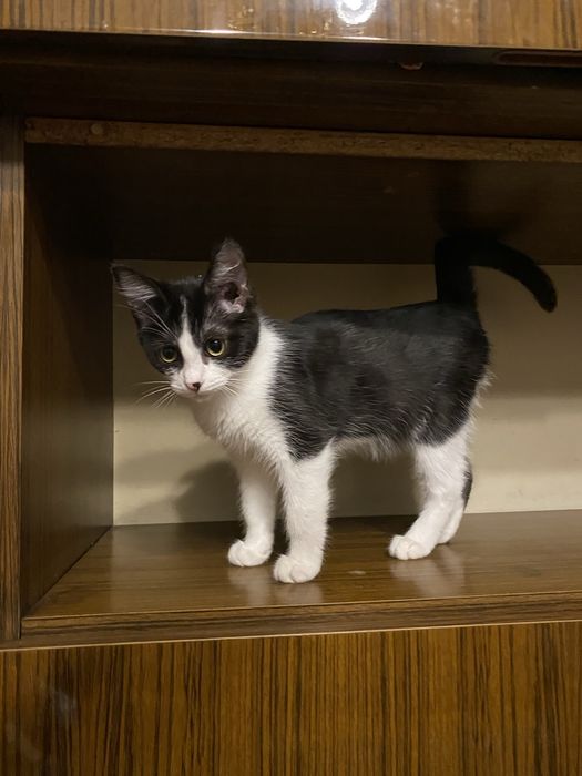 Отдам котенка в добрые руки