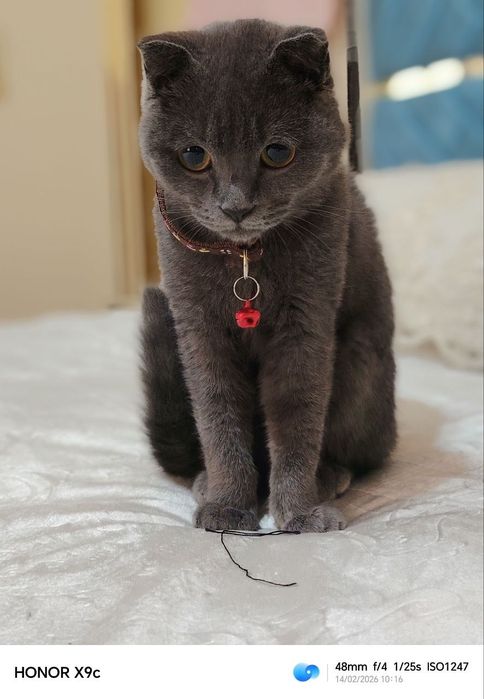 Мушук британские