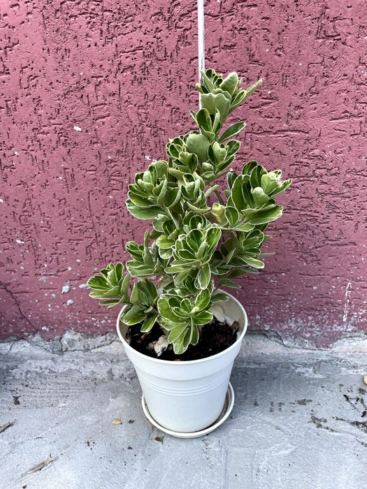 Salba japoneza (Euonymus) 80-100 cm