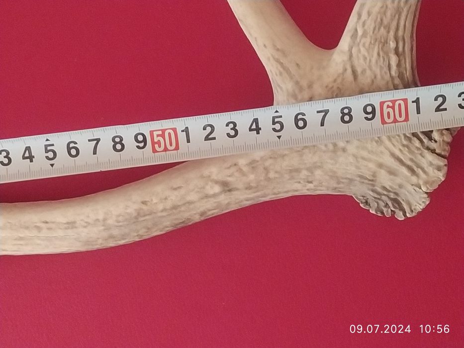 Рог Бухарского Оленя в  Отличном состоянии . И Медведь мягкая игрушка