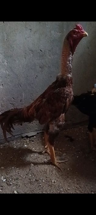 Дакан бойцовые  шамо