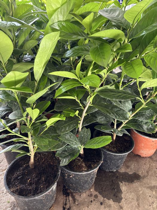 Prunus Laurocerasus (laur englezesc)