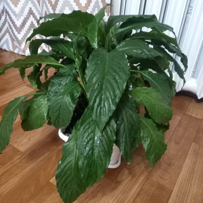 Продам Женское счастье