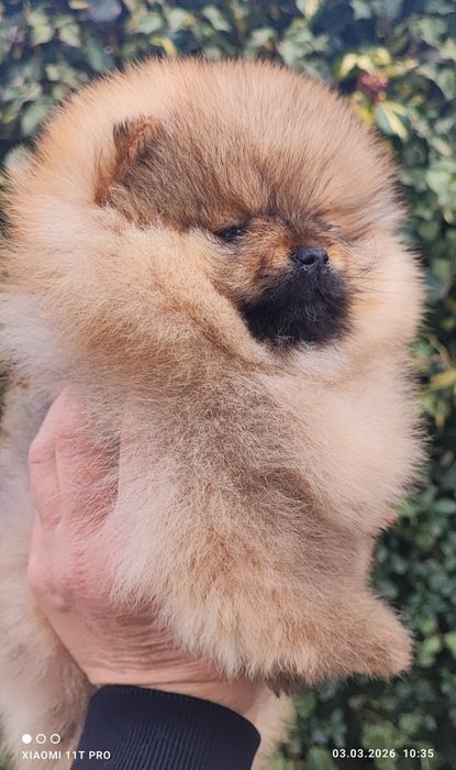 Померан мини момче