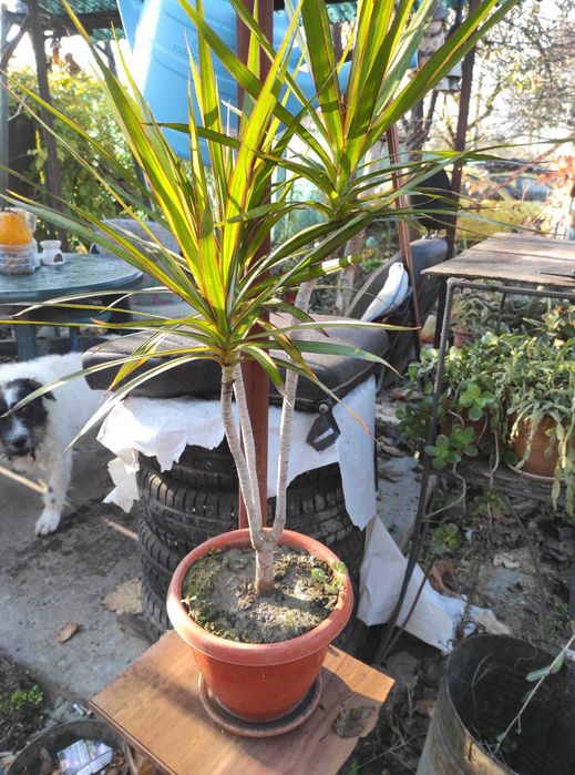 palmier yuca ornamentali pentru interior