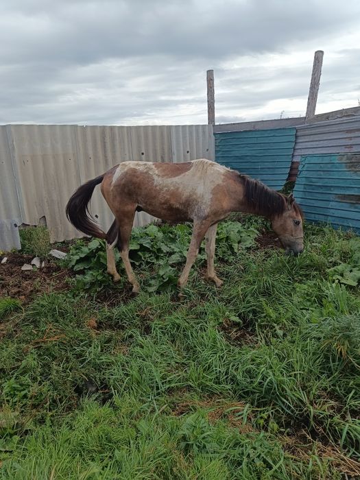 продам кабылу и тая