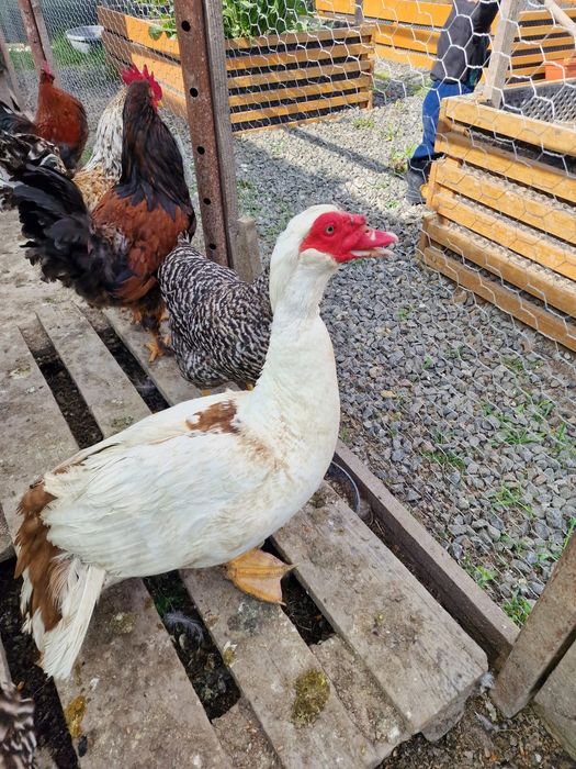 Vând 2 rațe (rațoi)