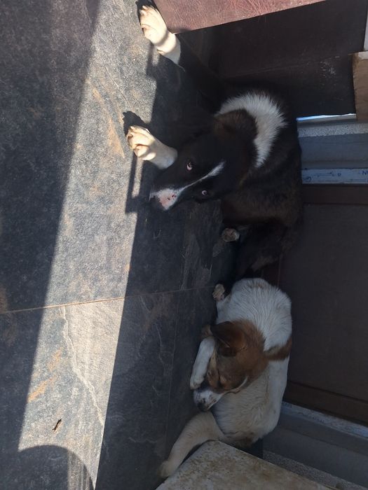 Ofer gratuit spre adopție cățe