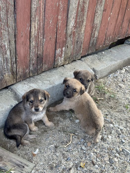 Catei - pentru adoptie