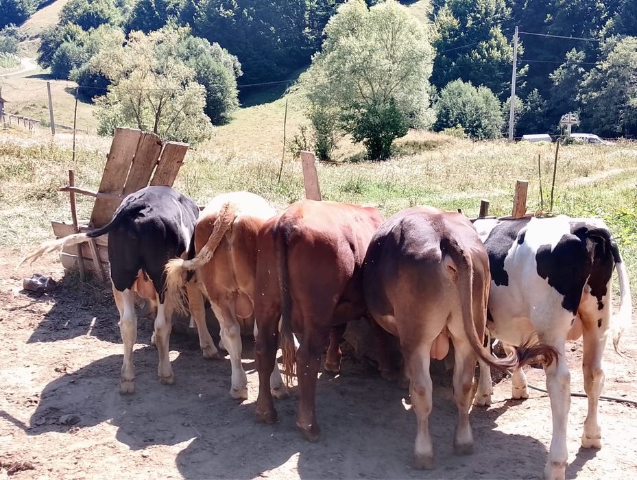 Tauras de vanzare