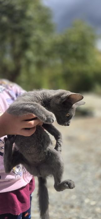 Pui de pisica spre adopție,