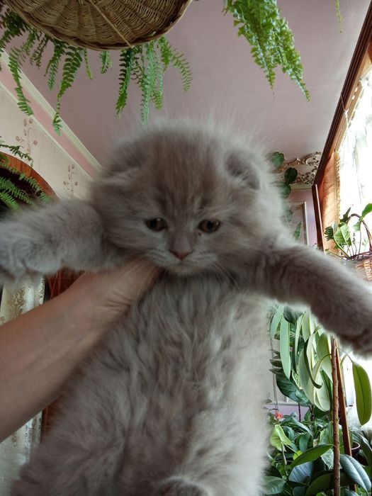 Две девочки, британки
(скотиш фолд, скотиш страйт)
От правильной вязк