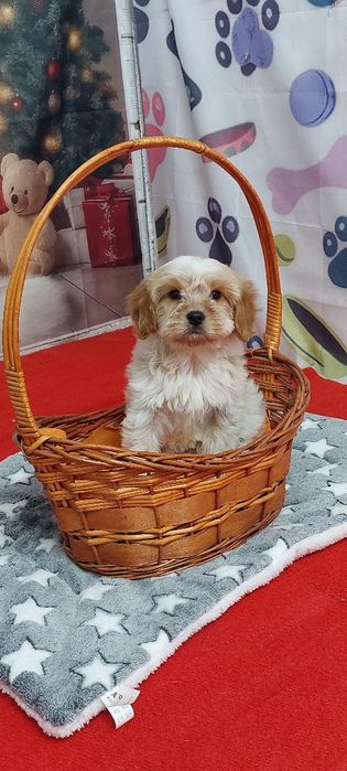 Кавапу момиче той пудел