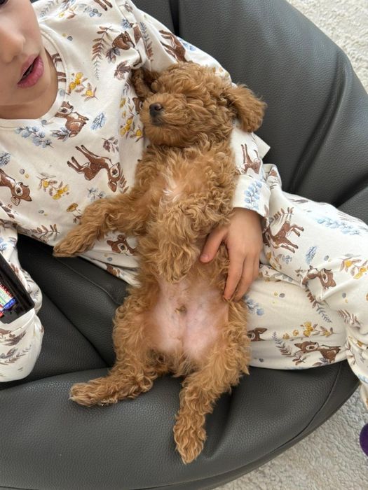 Продаю срочно той пудель