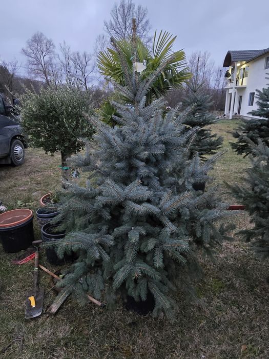 Brad argintiu cu radacina