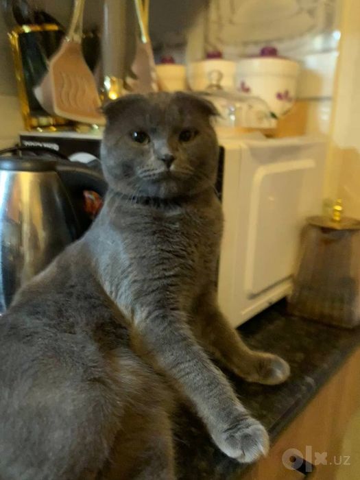 Угил    бола   мушук
