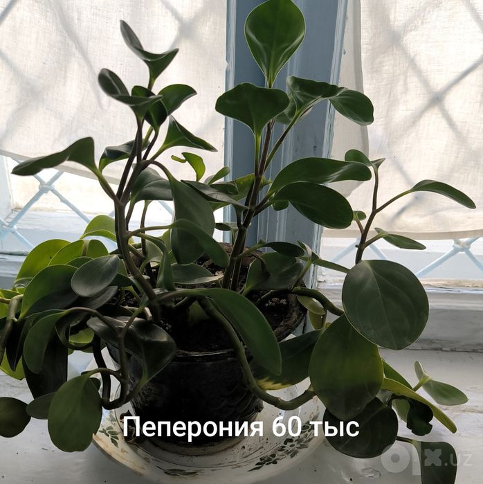 Комнатные цветы и Кошечка