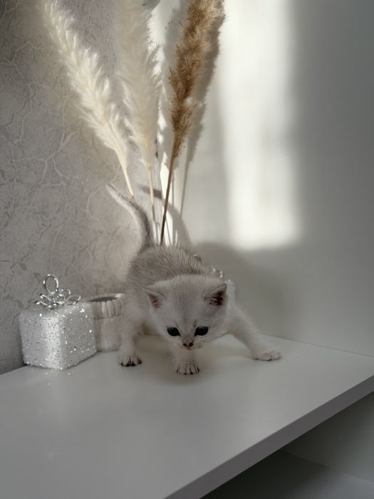 Котята серебро шиншилла