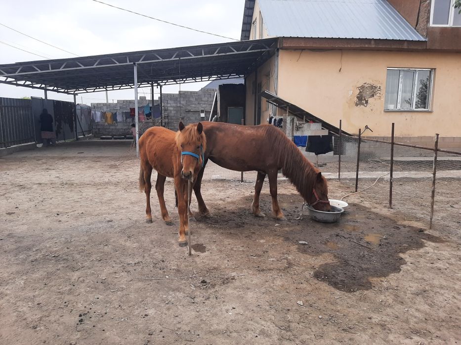 Кенже буаз Бие құлыны мен сатамын