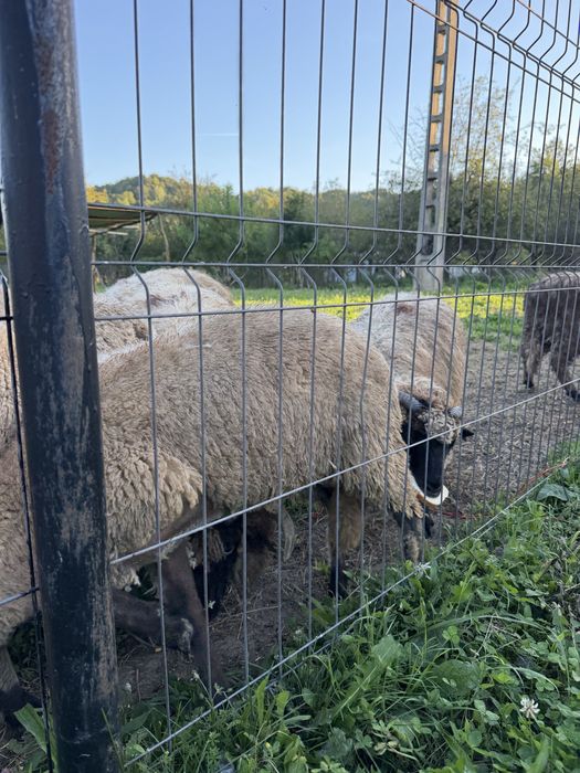 Oi de vanzare metis texel