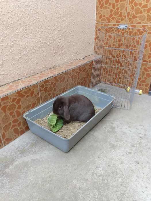 Кролик декоративный самец