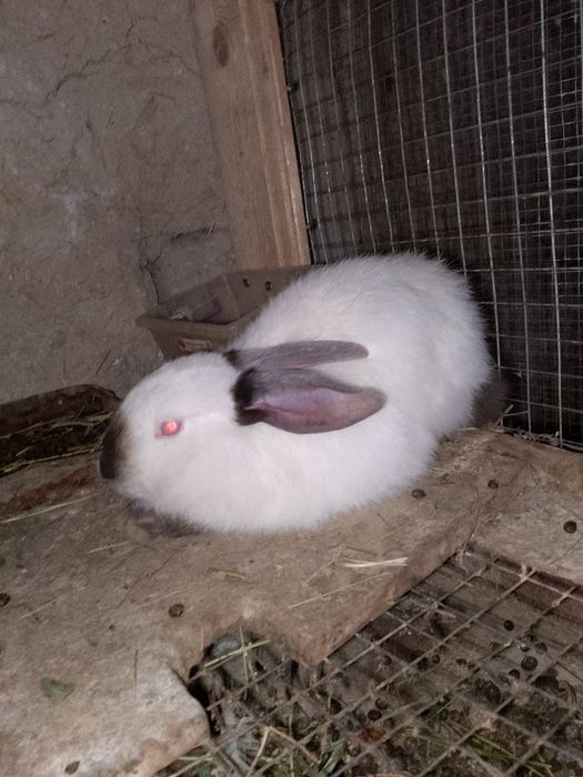 Buĝoz quyon sotiladi Бугоз куйон сотилади