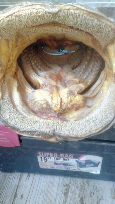 Глава от СОМ трофей