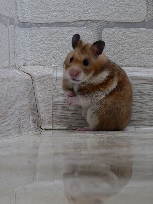 Сириский хомяк девочка