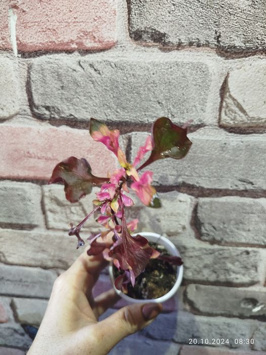 Альтернатера в наличии