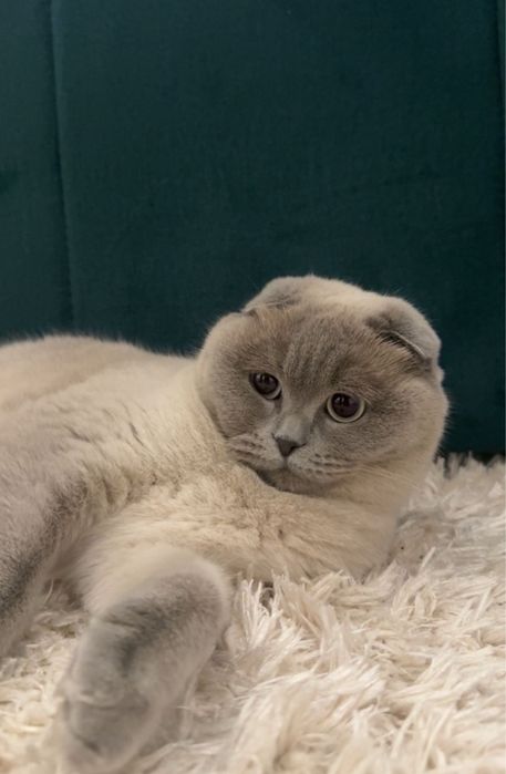 Pisica Scottish Fold