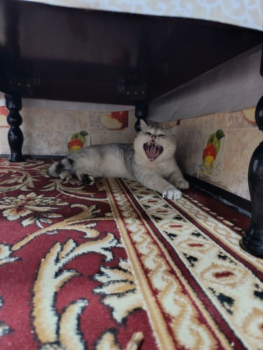 Серебристый шиншила кот!Срочно продам,тезда сотилади у ребенка аллерги