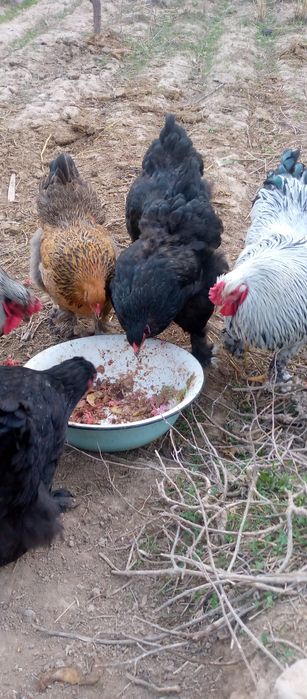 Тухум хонаки товуклар