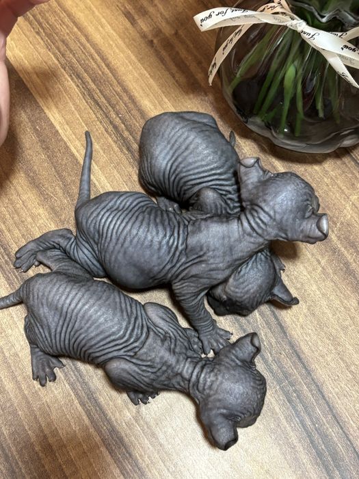 Канадский сфинкс