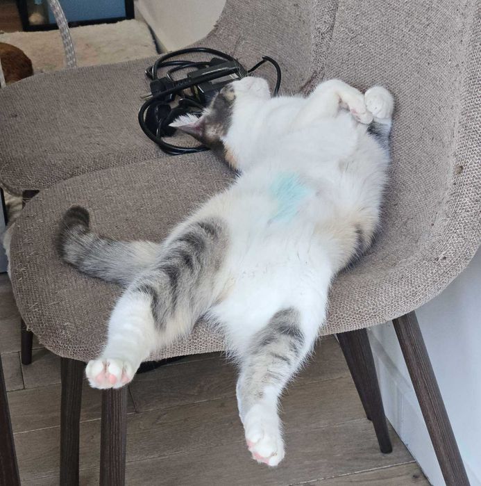 подарявам котенце варна