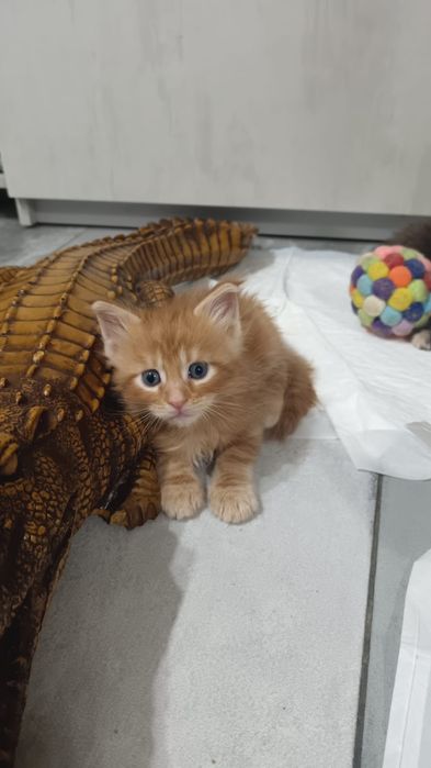 Мейкун котята мейн кун.