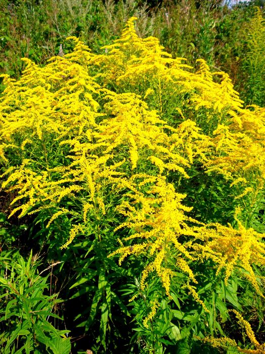 Золотарник колокольчики цветы многолетние