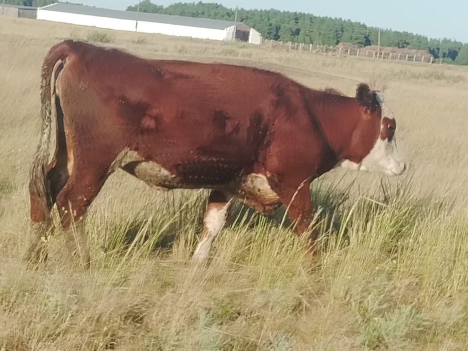 Продам две телки.глубоко стельные..