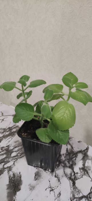 Комнатная   мята