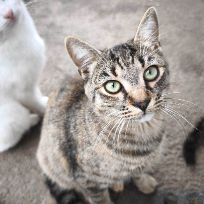 Pisicuță dorește o familie de sărbători - adopție