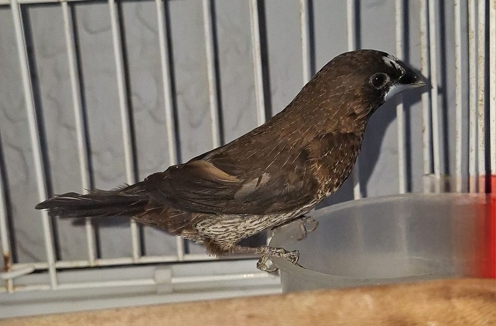 Амадин Японский Самец